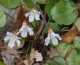 Shortia galacifolia