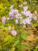 Aster laevis