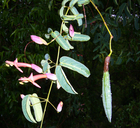 Dolichandra cynanchoides