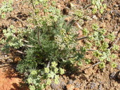 Common Lomatium