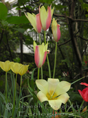 Tulipa clusiana var. 'cynthia'