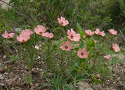Turnera sidoides ssp. pinnatifida
