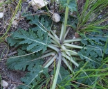 Salvia multifida