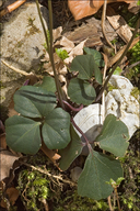 Cardamine trifolia