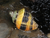 Circled Rock Snail