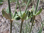 Eriogonum racemosum