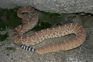 Crotalus ruber