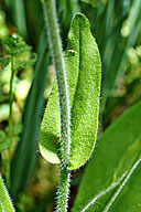 Cynoglossum virginianum
