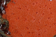 Clathria pennata