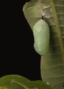 Danaus plexippus