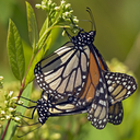 Danaus plexippus