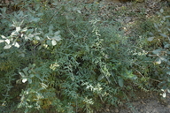 Keckiella breviflora var. glabrisepala