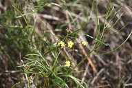 Lomatium caruifolium var. denticulatum