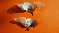 Tabebuia cassinoides