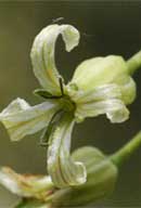 Caulanthus heterophyllus