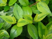 Abelia Xgrandiflora