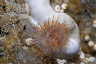 Red-trumpet Calcareous Tubeworm