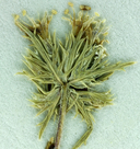 Photo of Navarretia leucocephala ssp. pauciflora
