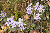 Heath Dog-violet
