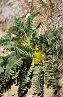Astragalus exscapus