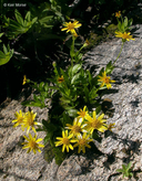 Arnica lanceolata ssp. prima