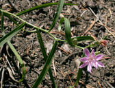 Stephanomeria lactucina