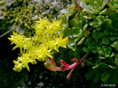 Sedum spathulifolium