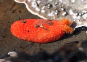 Scarlet Sea Cucumber