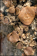 Tuckermannopsis sepincola