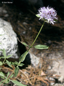 Monardella odoratissima ssp. pallida