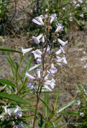 Eriodictyon californicum