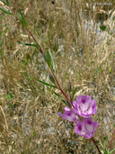 Clarkia williamsonii