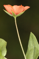 Lysimachia arvensis