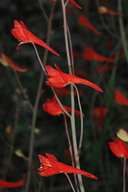 Delphinium cardinale