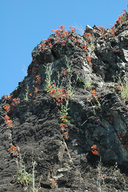 Dudleya cymosa