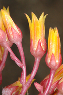 Dudleya cymosa