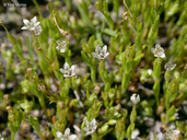 Navarretia capillaris