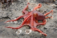 Octopus rubescens