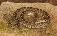 Arizona elegans