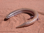 Chalcides boulengeri