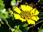 Layia platyglossa