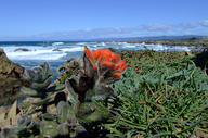 Castilleja mendocinensis