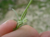 Pectocarya platycarpa