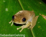 Boophis axelmeyeri