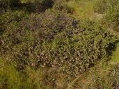 Photo of Arctostaphylos densiflora