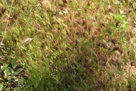Bromus madritensis ssp. rubens
