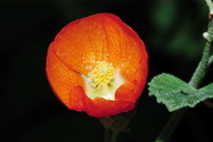Sphaeralcea munroana