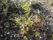 Haplophyllum patavinum
