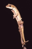 Giant Tree Gecko