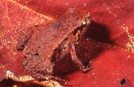 Hosmer's Frog